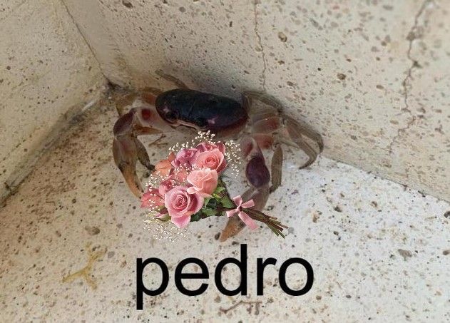 pedro is leaving work early to surprise his wife Luisa with flowers