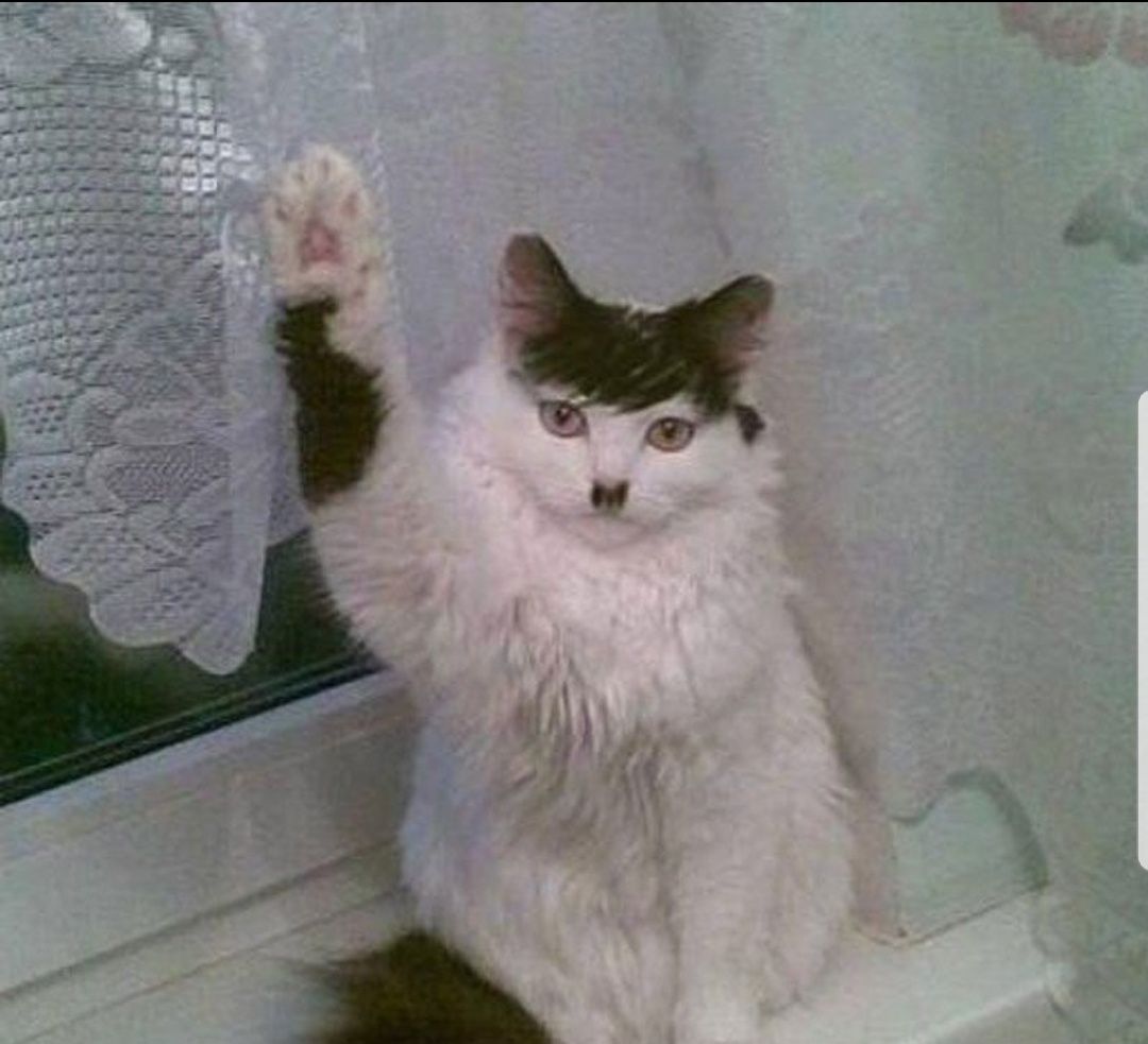 this cat is about to invade poland
