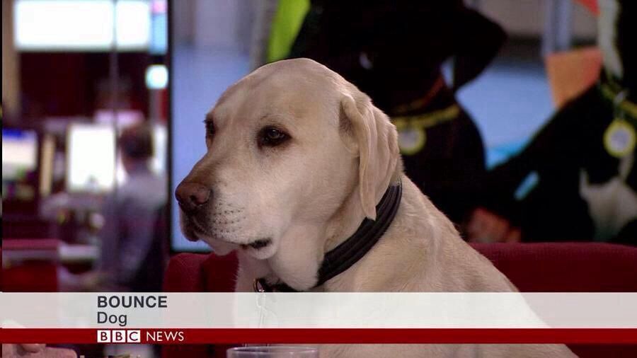 Dog