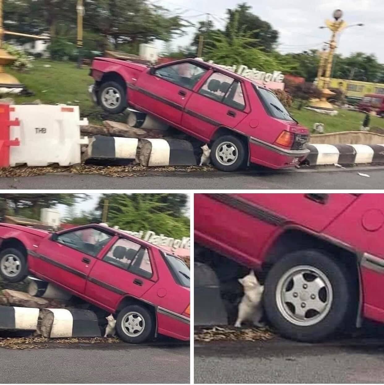 The car’s owner was so lucky to have the cat there