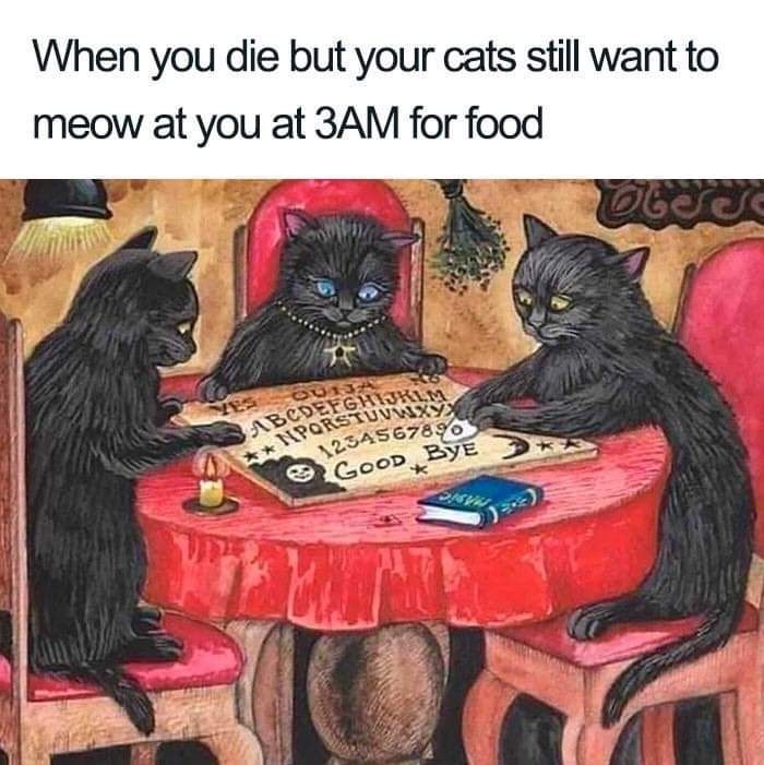 MeoW Meow