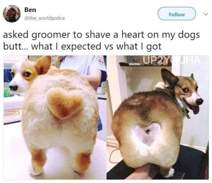 Dang groomer