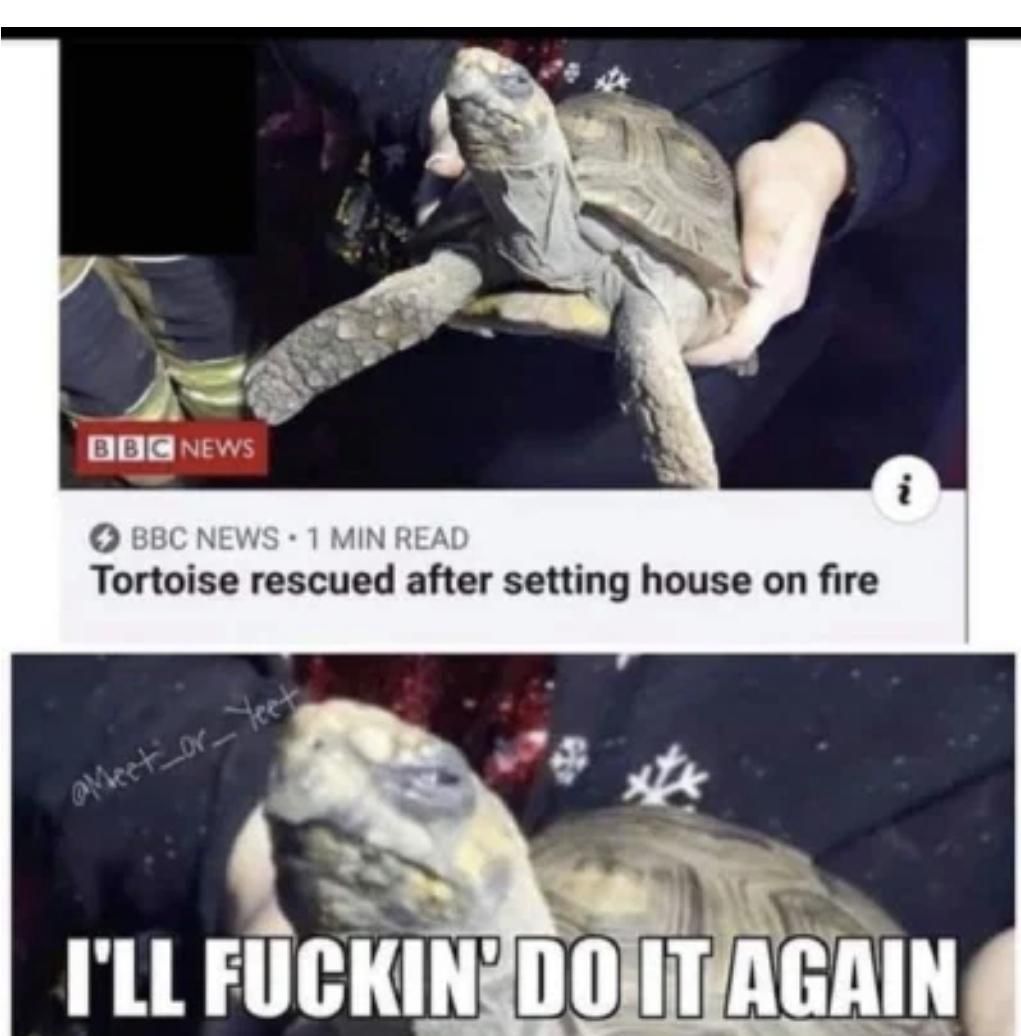 Cursed Tortise
