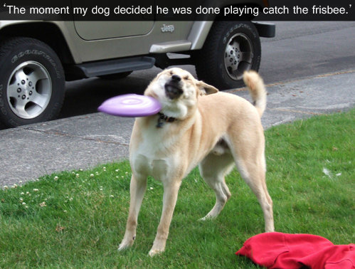 I love dogs