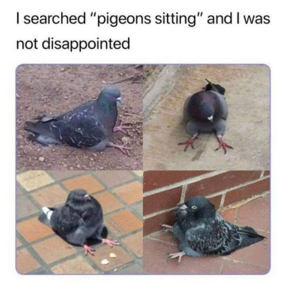 Never seen a sitting pigeon