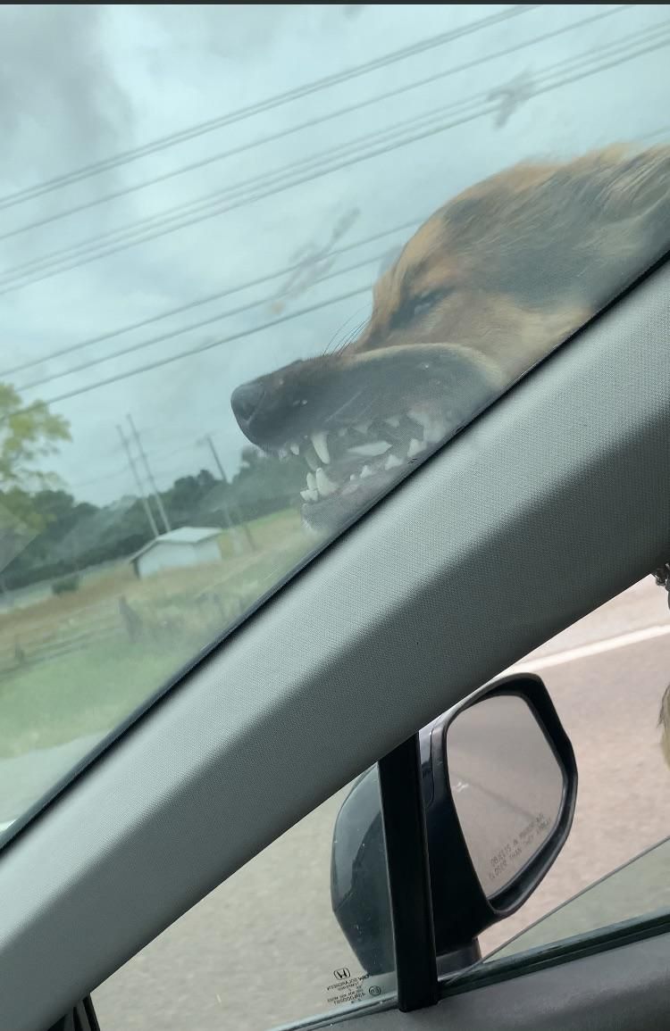 My dog, Apollo. He insists on hanging out the window even at 70mph.