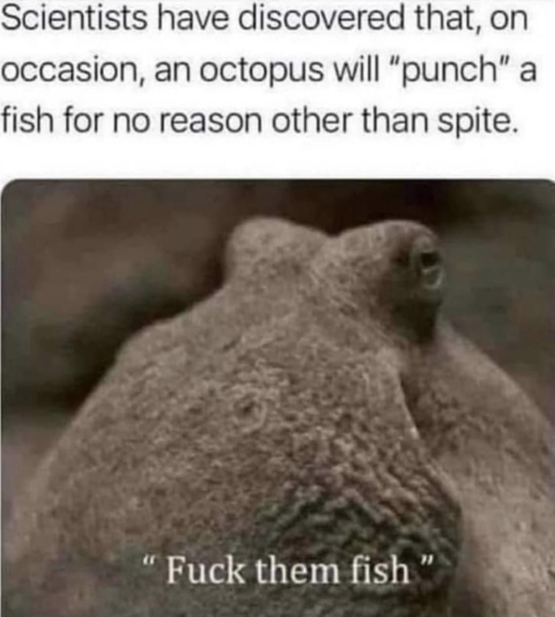 Those fish don’t know what’s coming to them