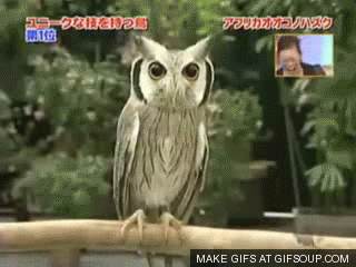 Crazy owl transformation.