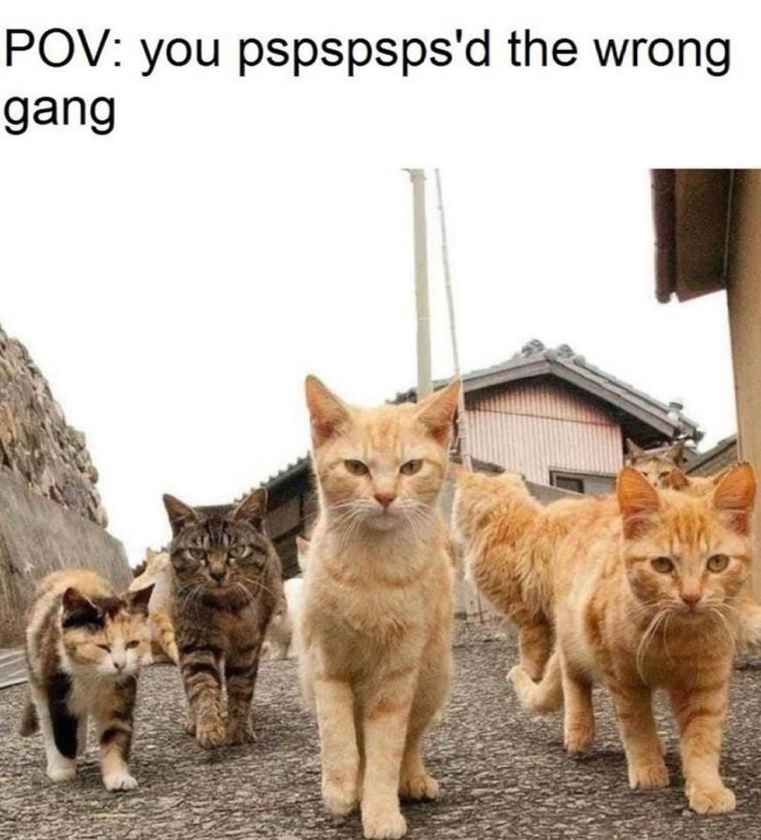 Cat gang