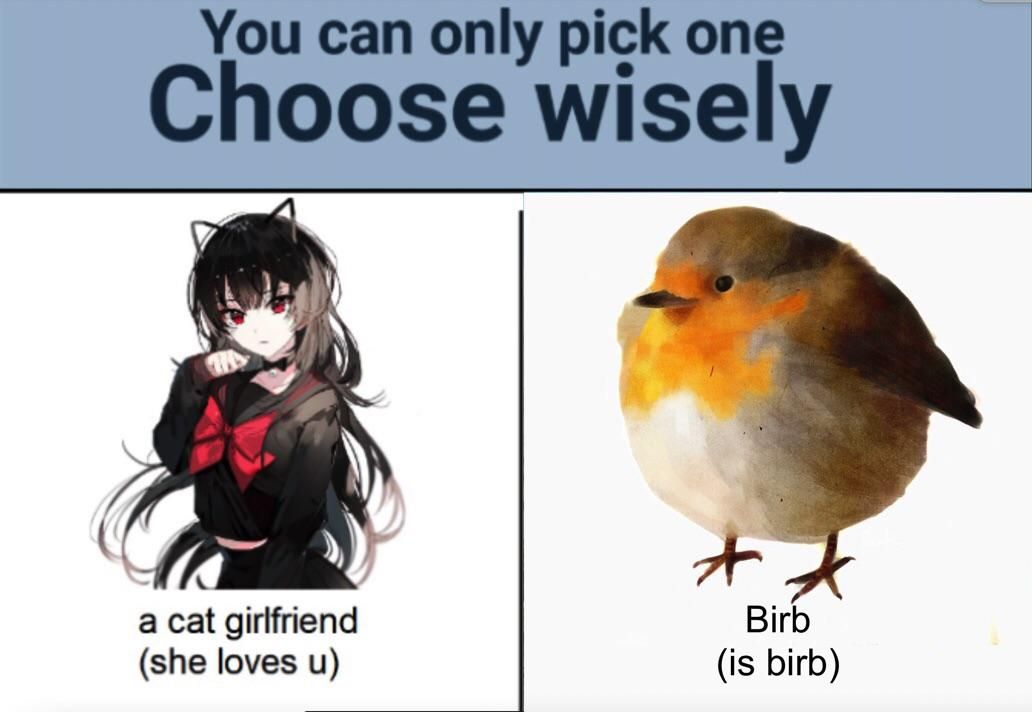 Is birb