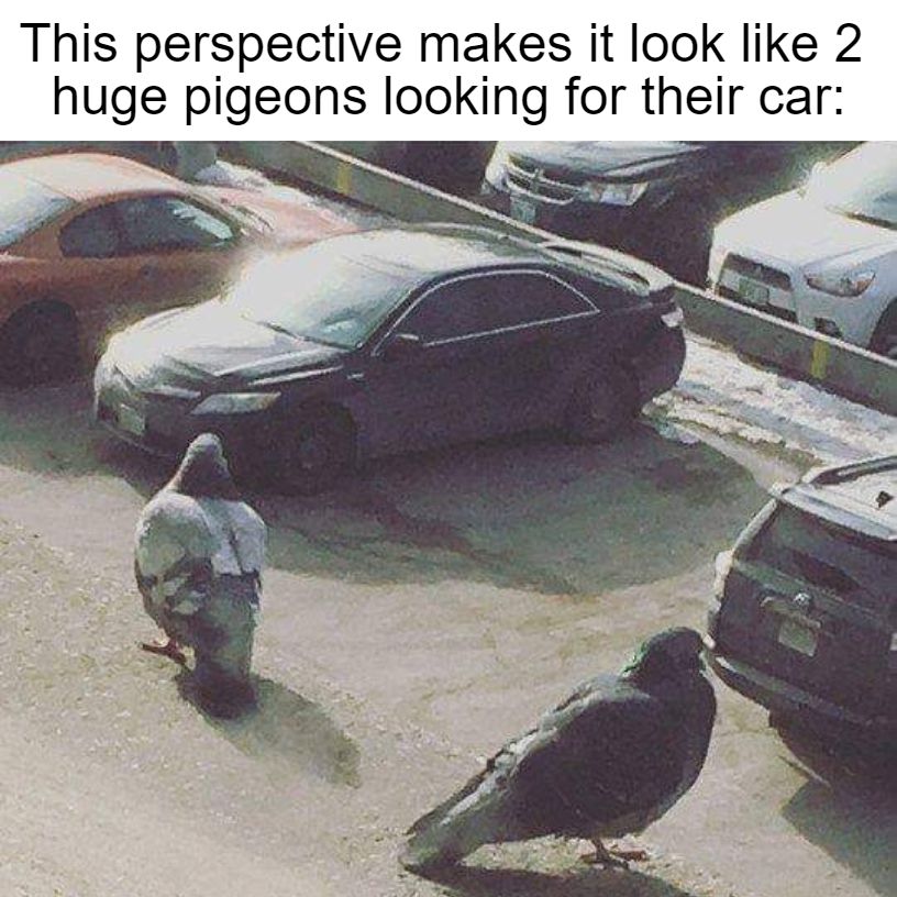 Huge pigeons