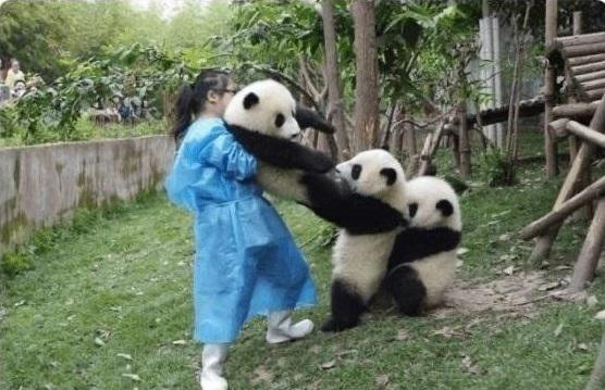 I cannot help but laugh every time I see this photo, pandas are the best