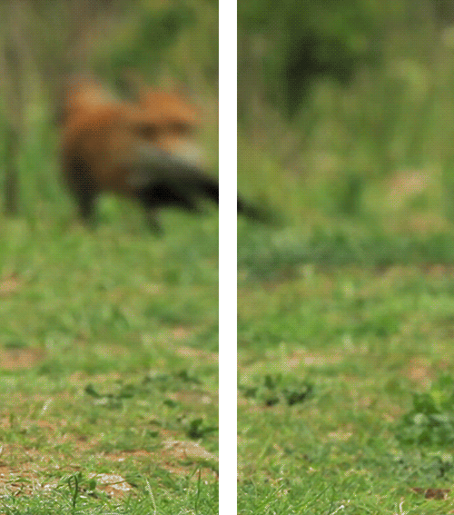 A running fox in 3D