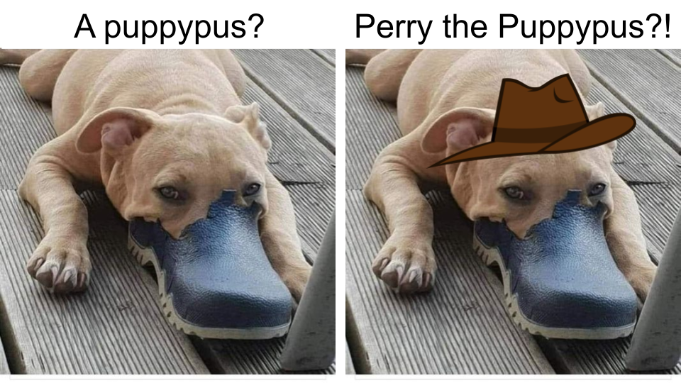Hey, where's Perry?