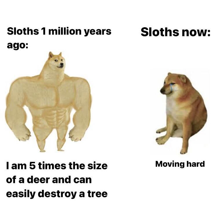 Sloths are like gamers change my mind