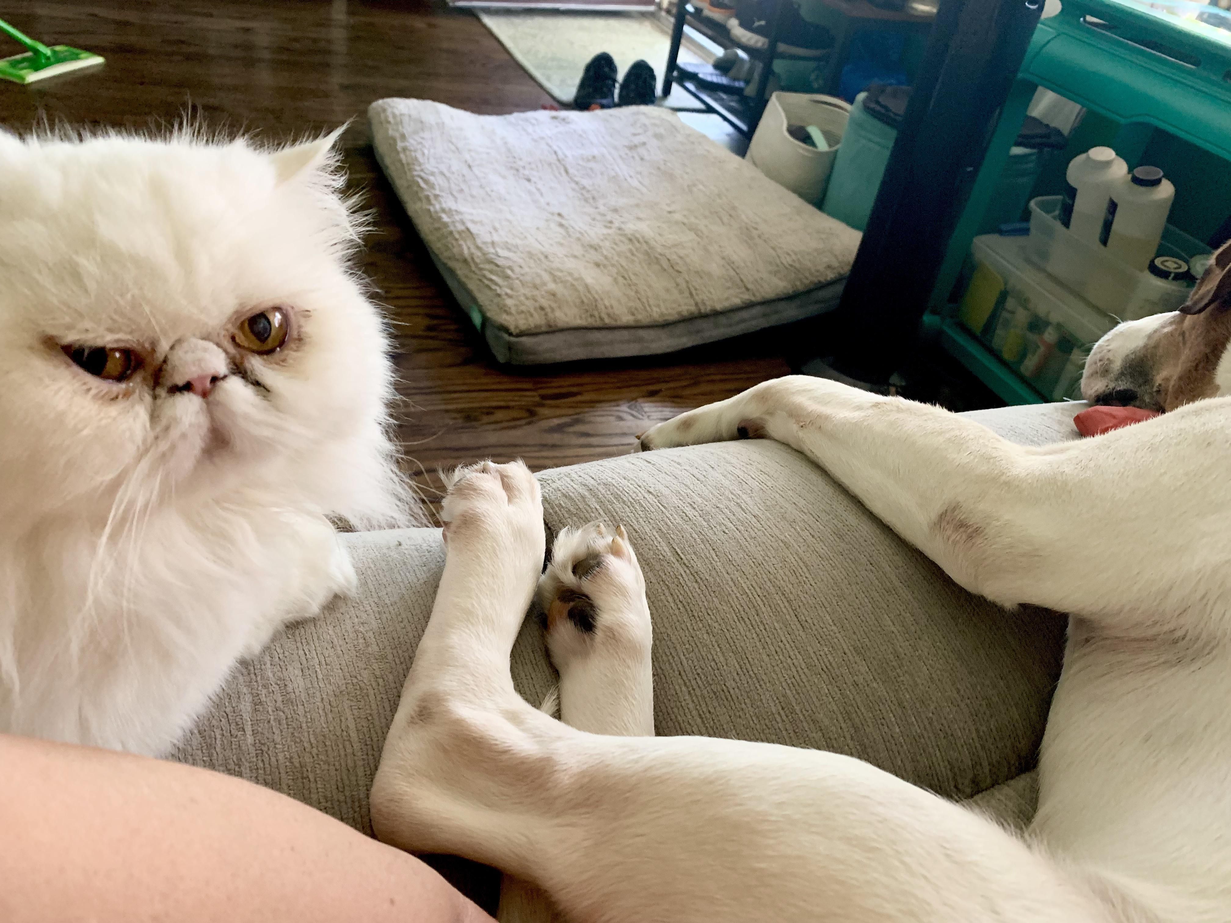 We adopted a dog a few weeks ago and the cat is finally ready to hate him up close.