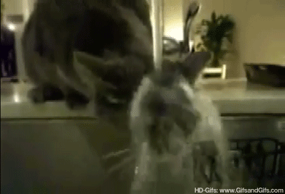 That cat fails