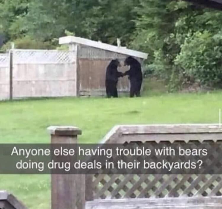 Anyone else having trouble with bears dealing drugs in their backyard?