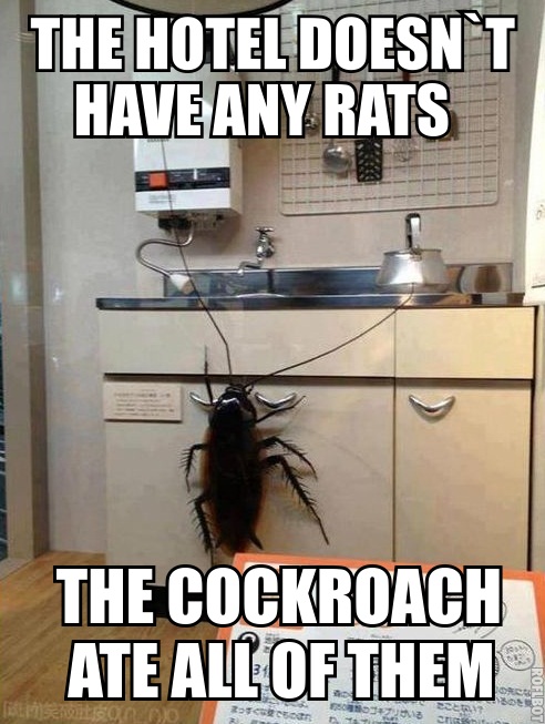 No need to worry... No rats right?