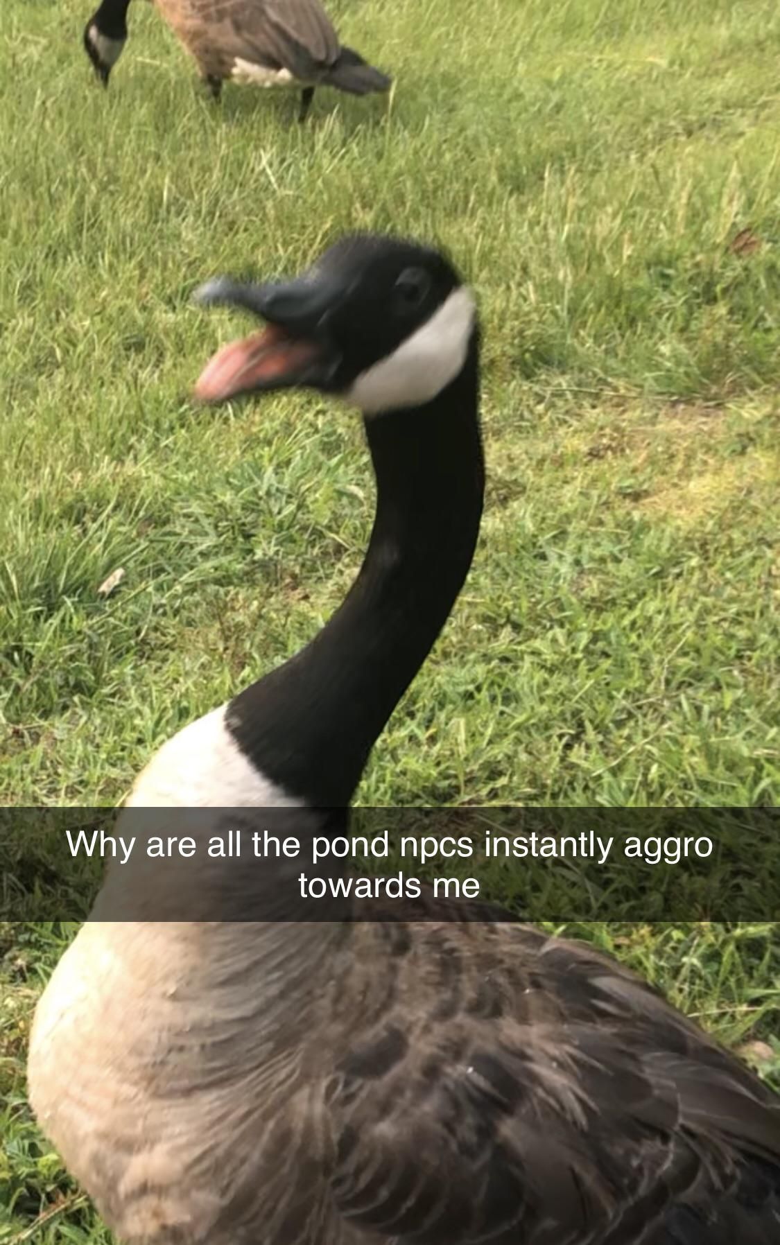Geese are mean