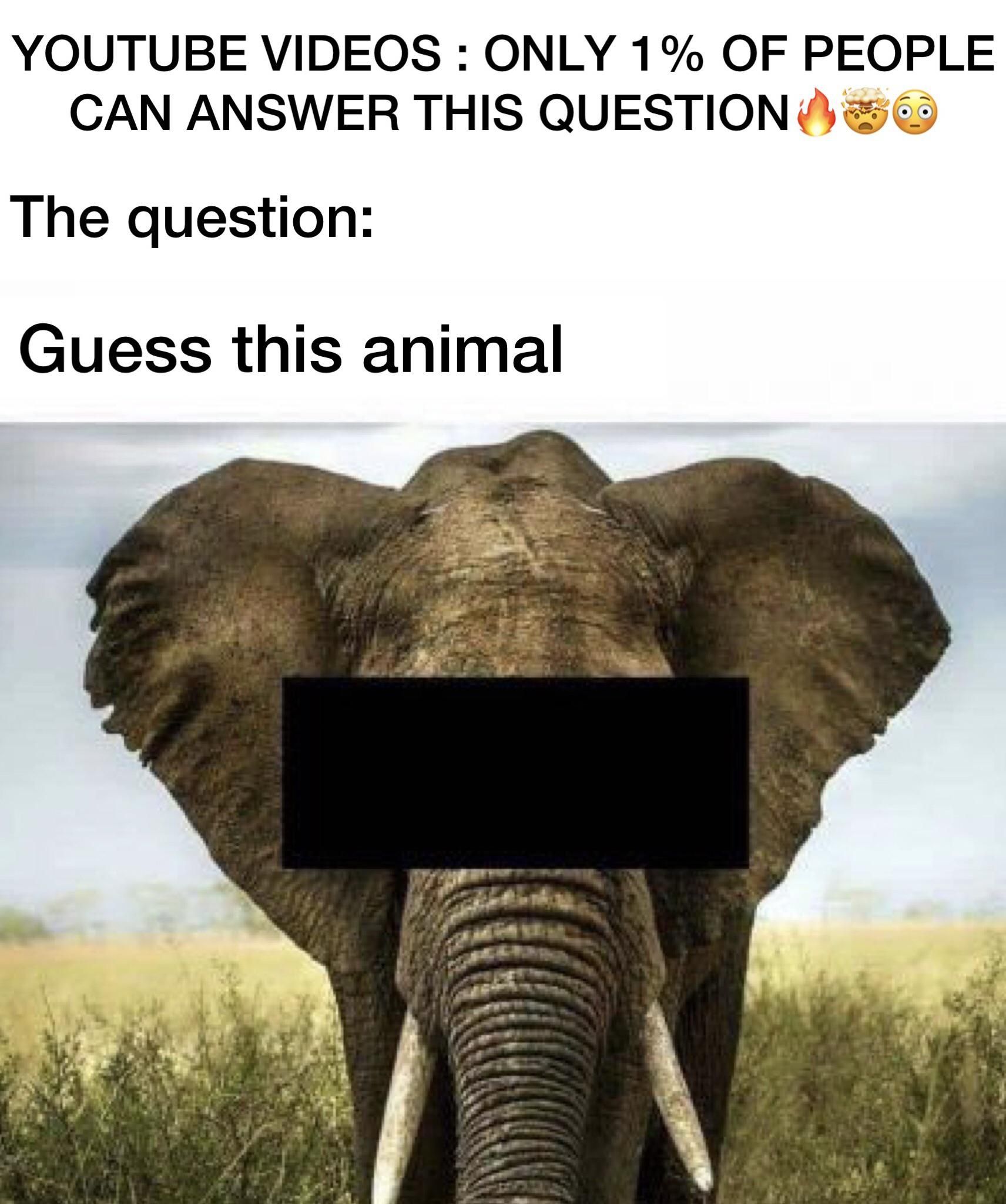 is it a dog?