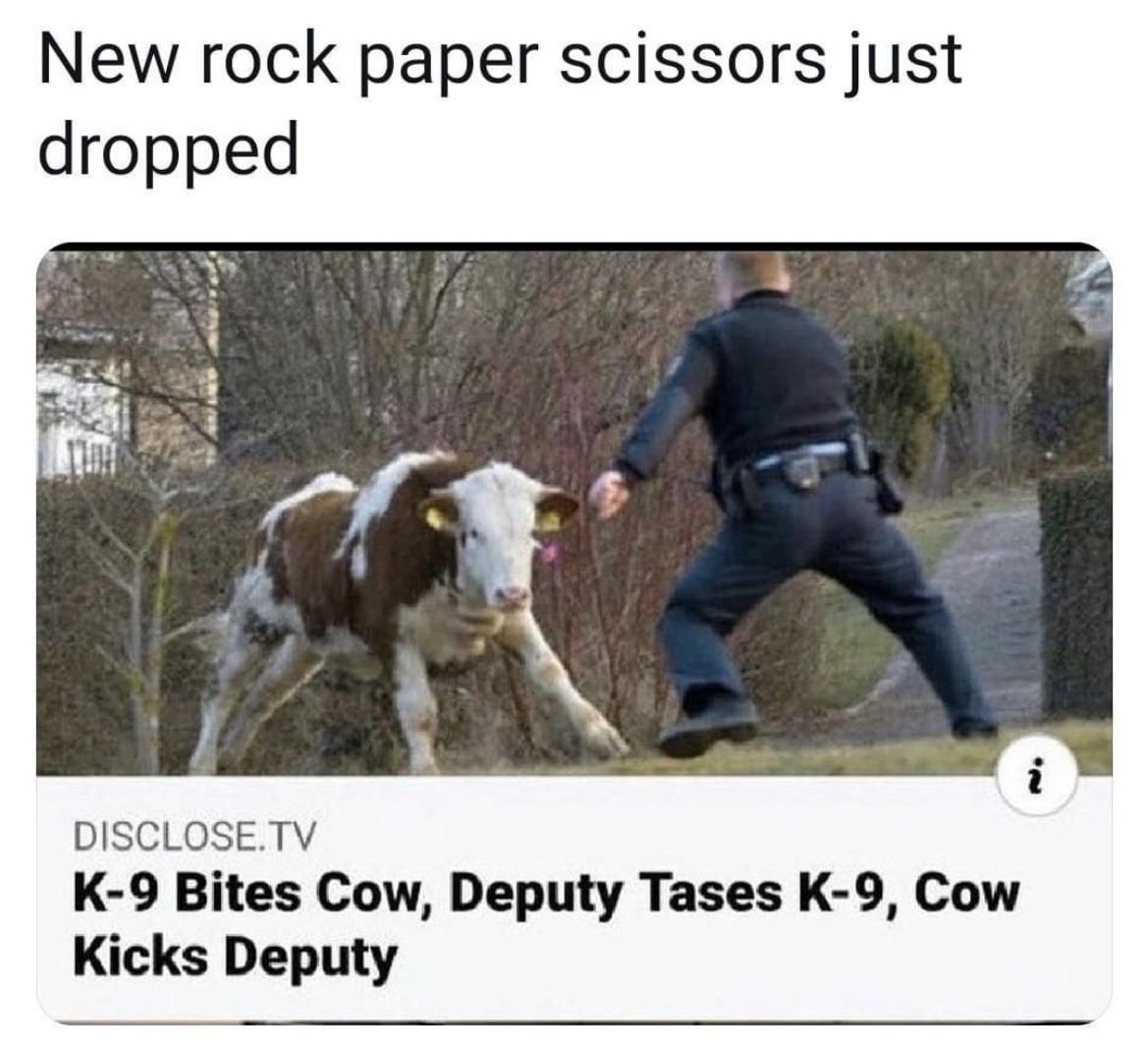 That cow is ready to fight