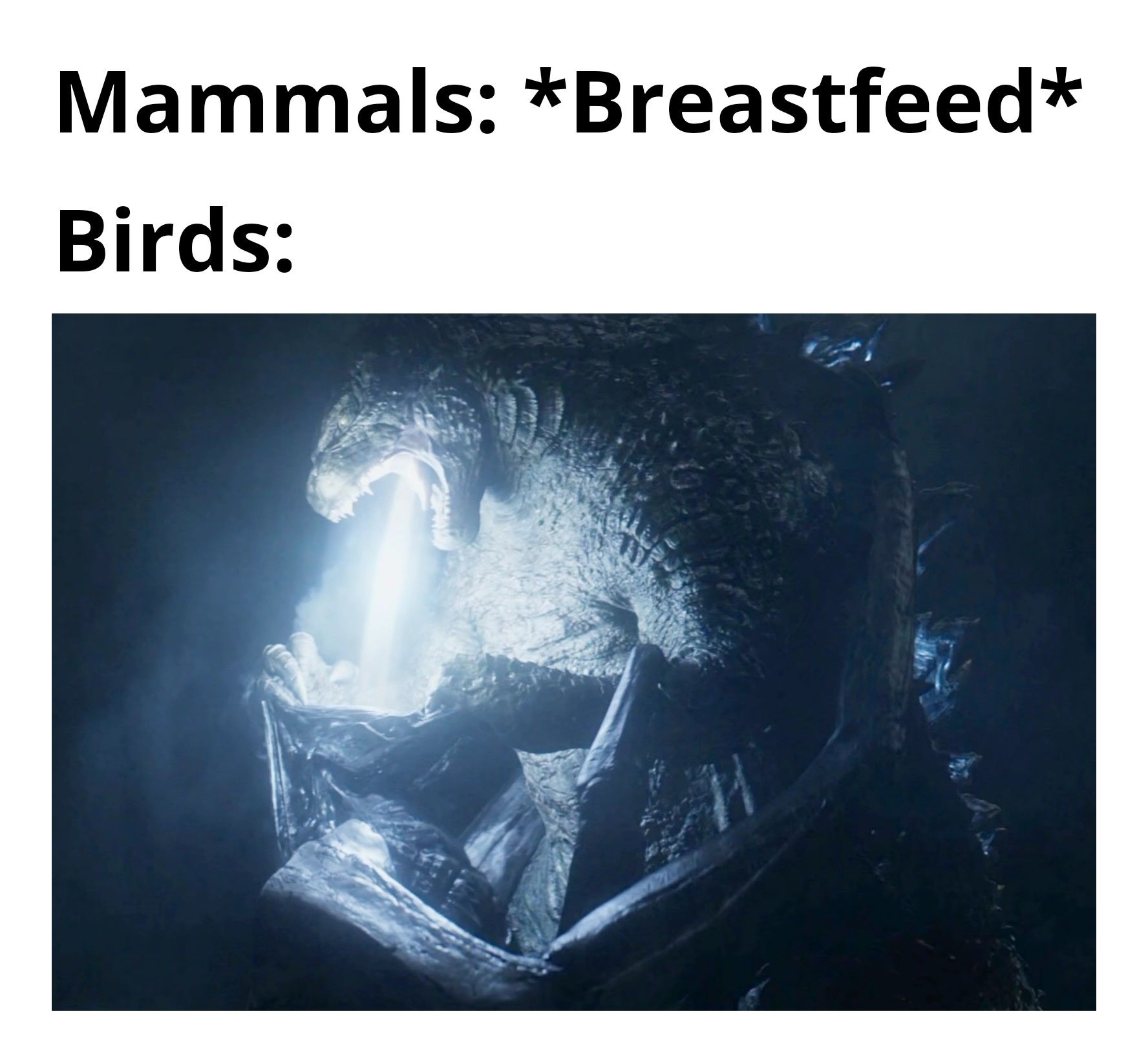 Birds are quite interesting creatures..