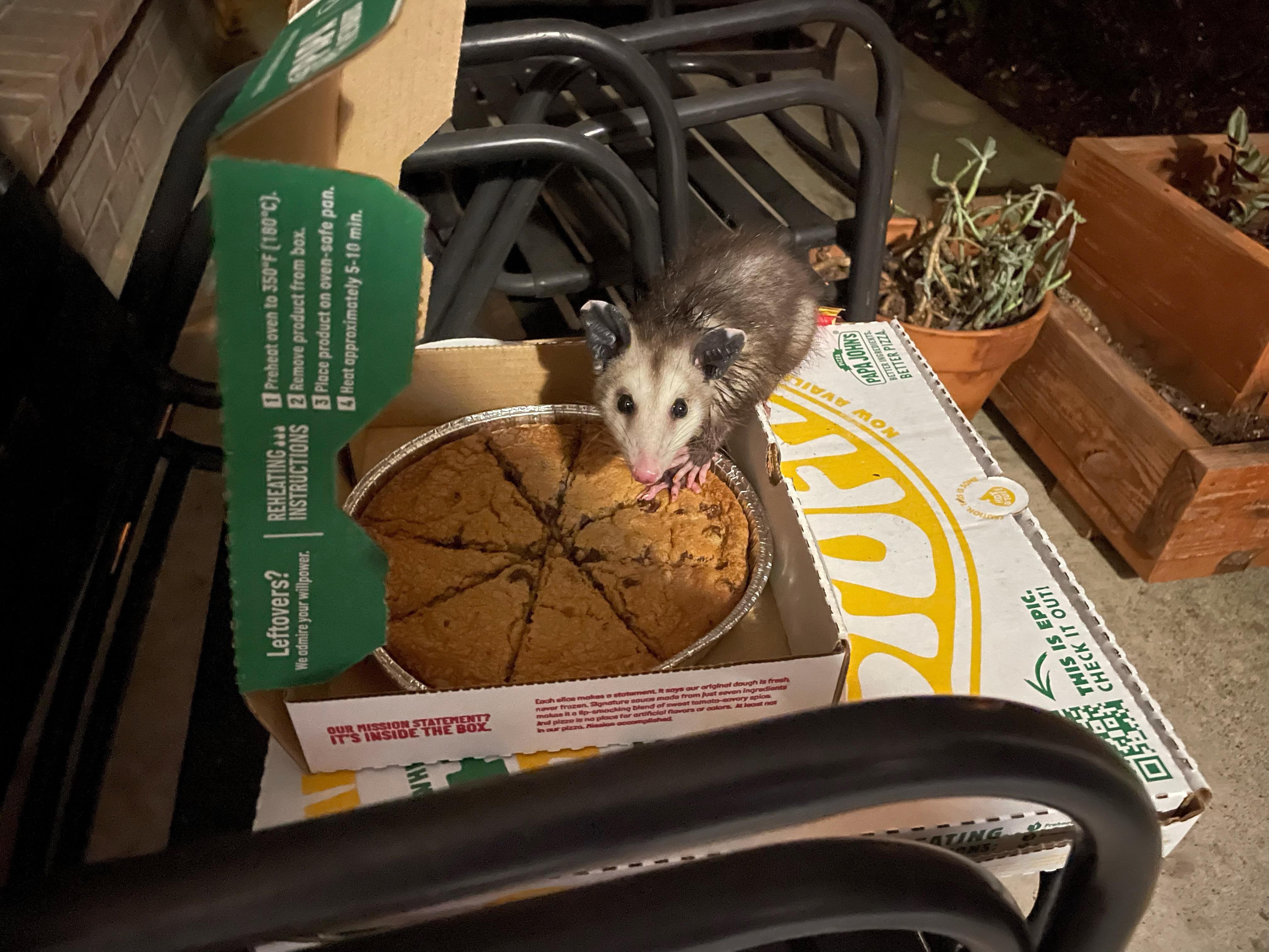 This little dude managed to open my pizza delivery within 20 seconds of delivery drop off.