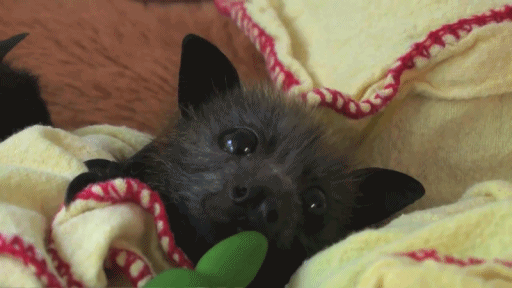 Oh my gosh this bat is so cute.