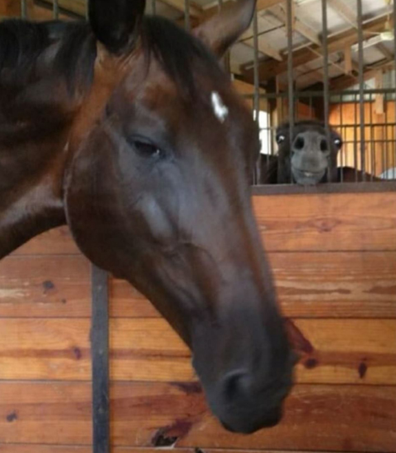 There are two types of horses in the stable.
