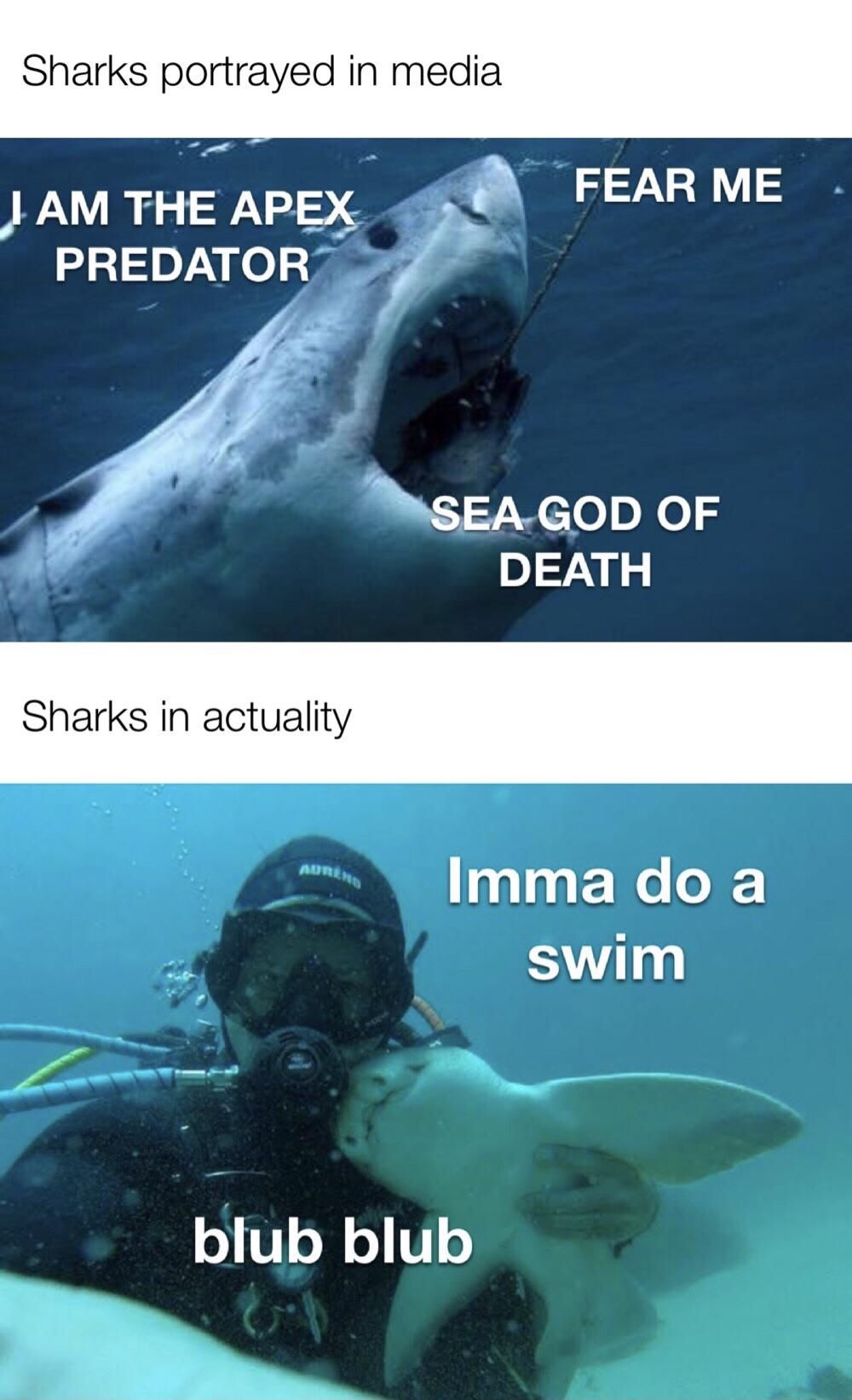 Sharks are cute