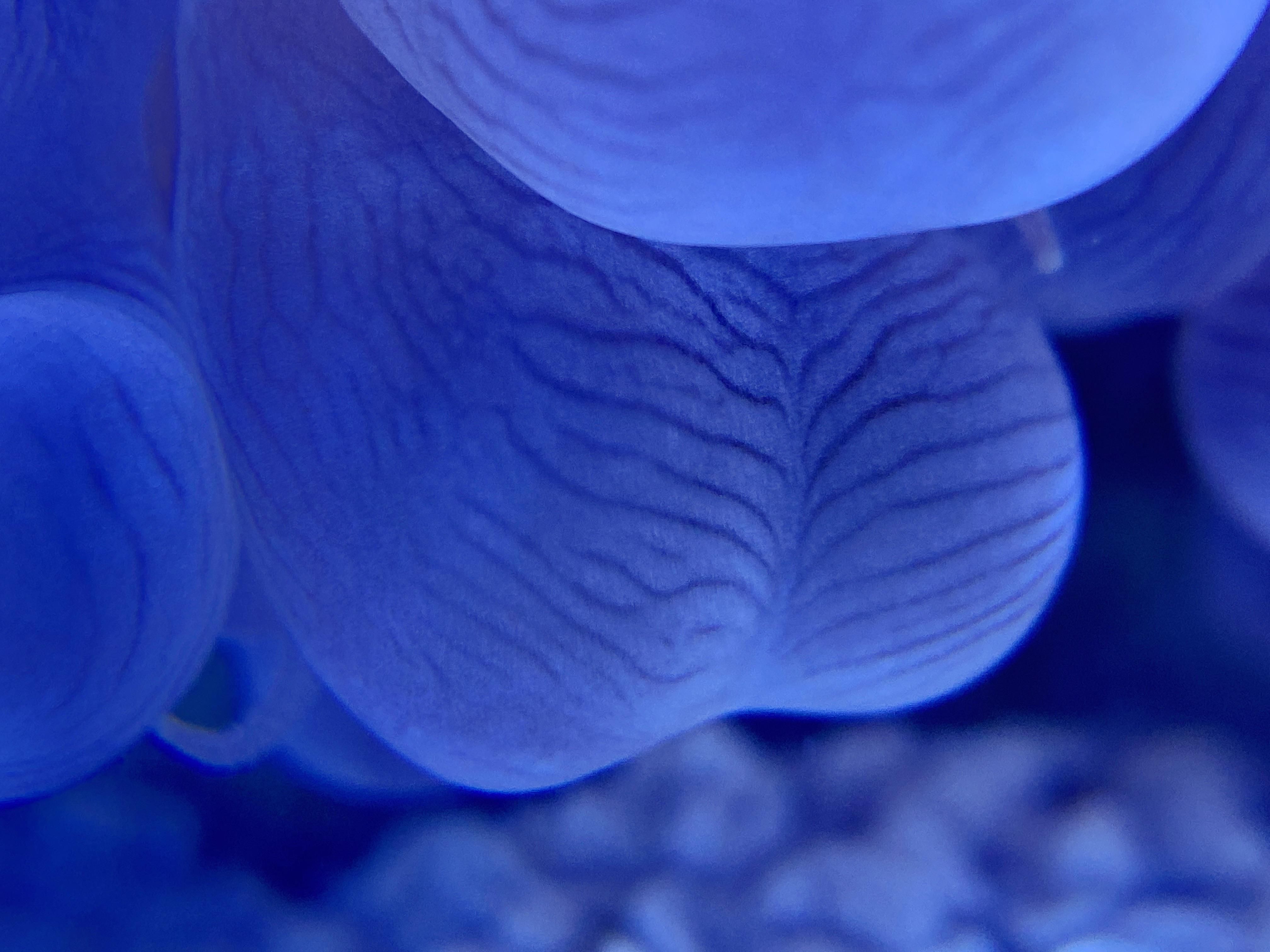 I took a macro shot of my bubble coral and now I am sad.