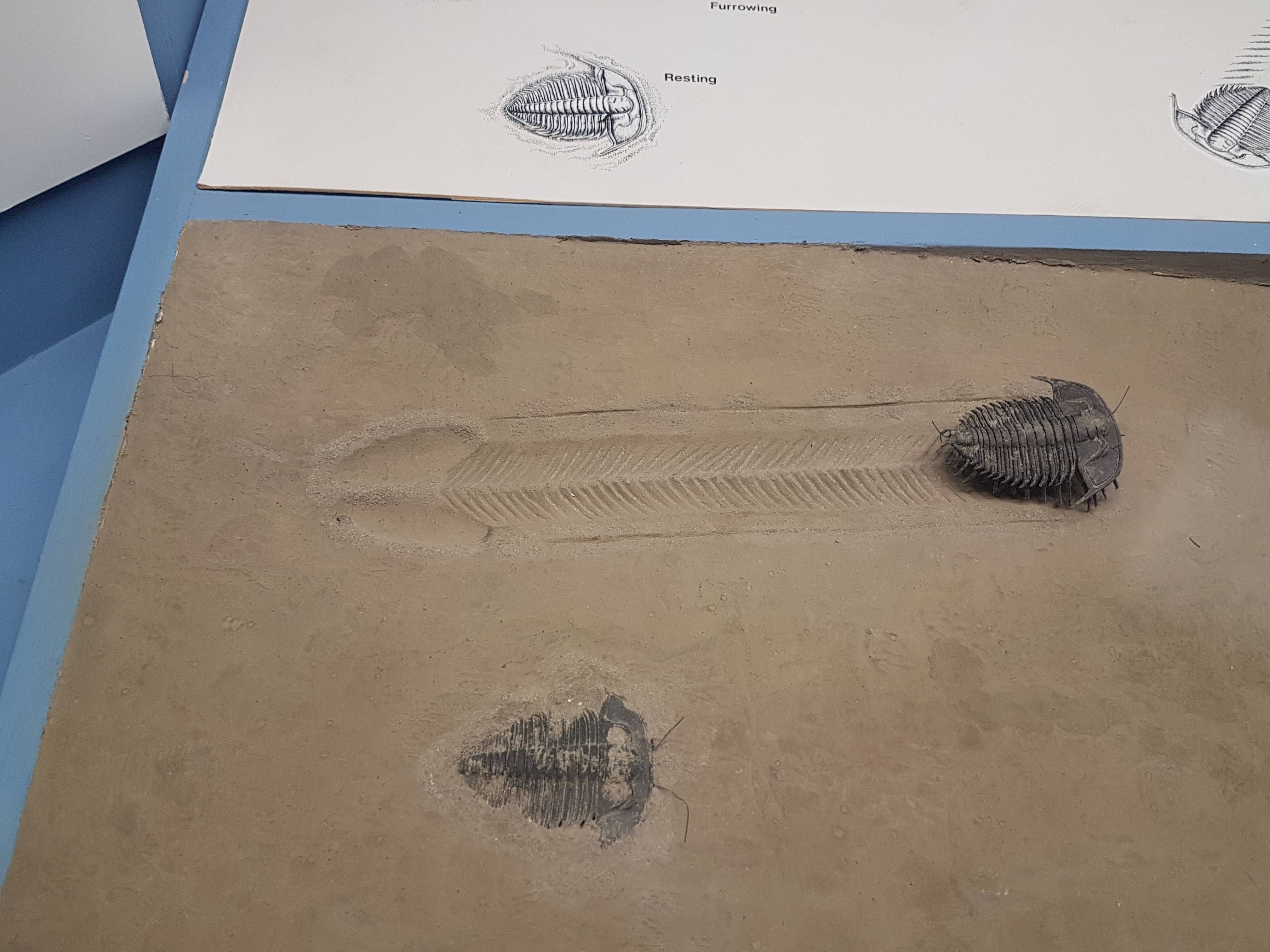 This Trilobite walked 6 inches 600 million years ago to send us all a dick pic