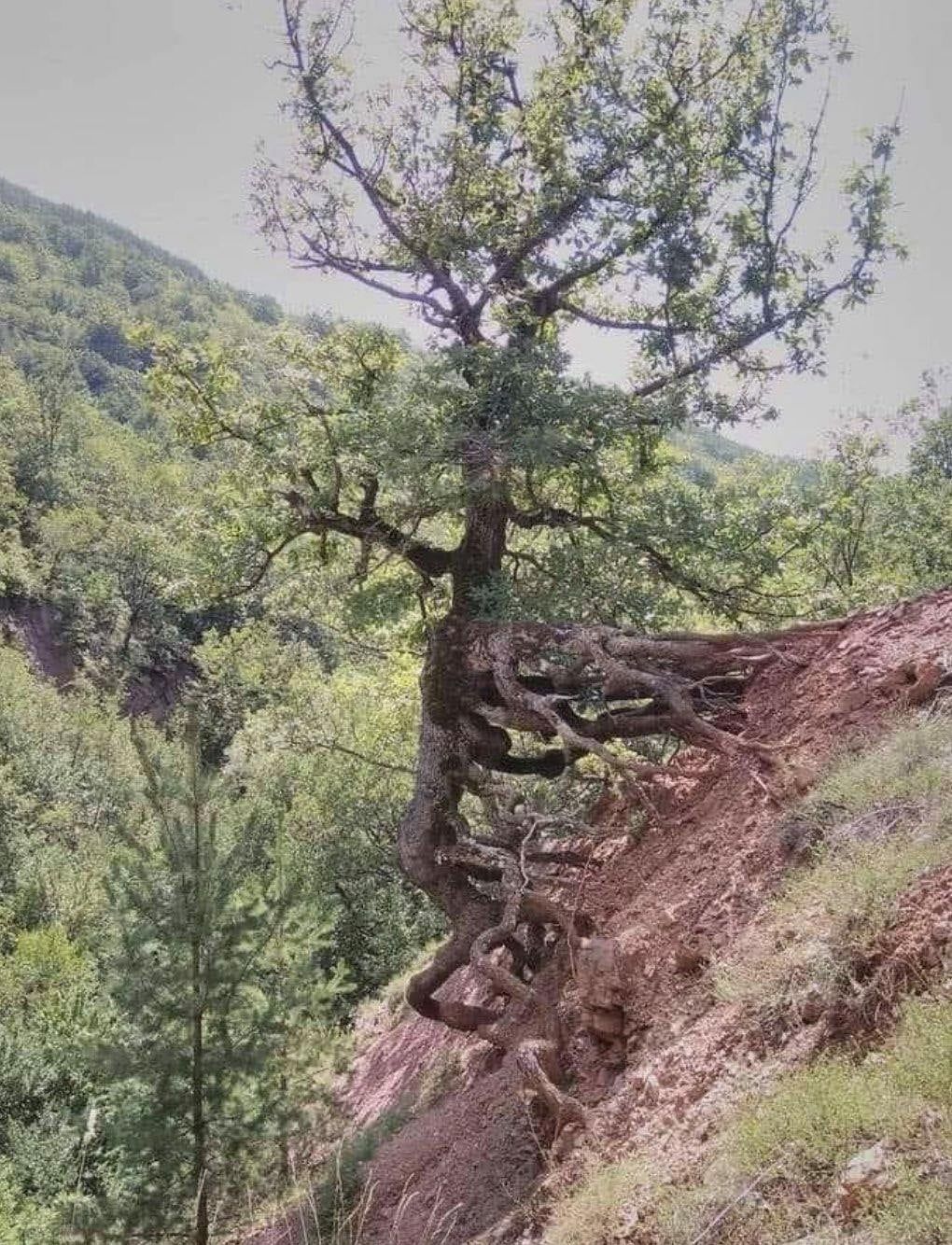 The tree that just doesn't give up........
