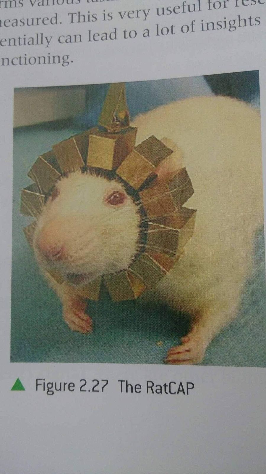 The RatCAP will show you your destiny