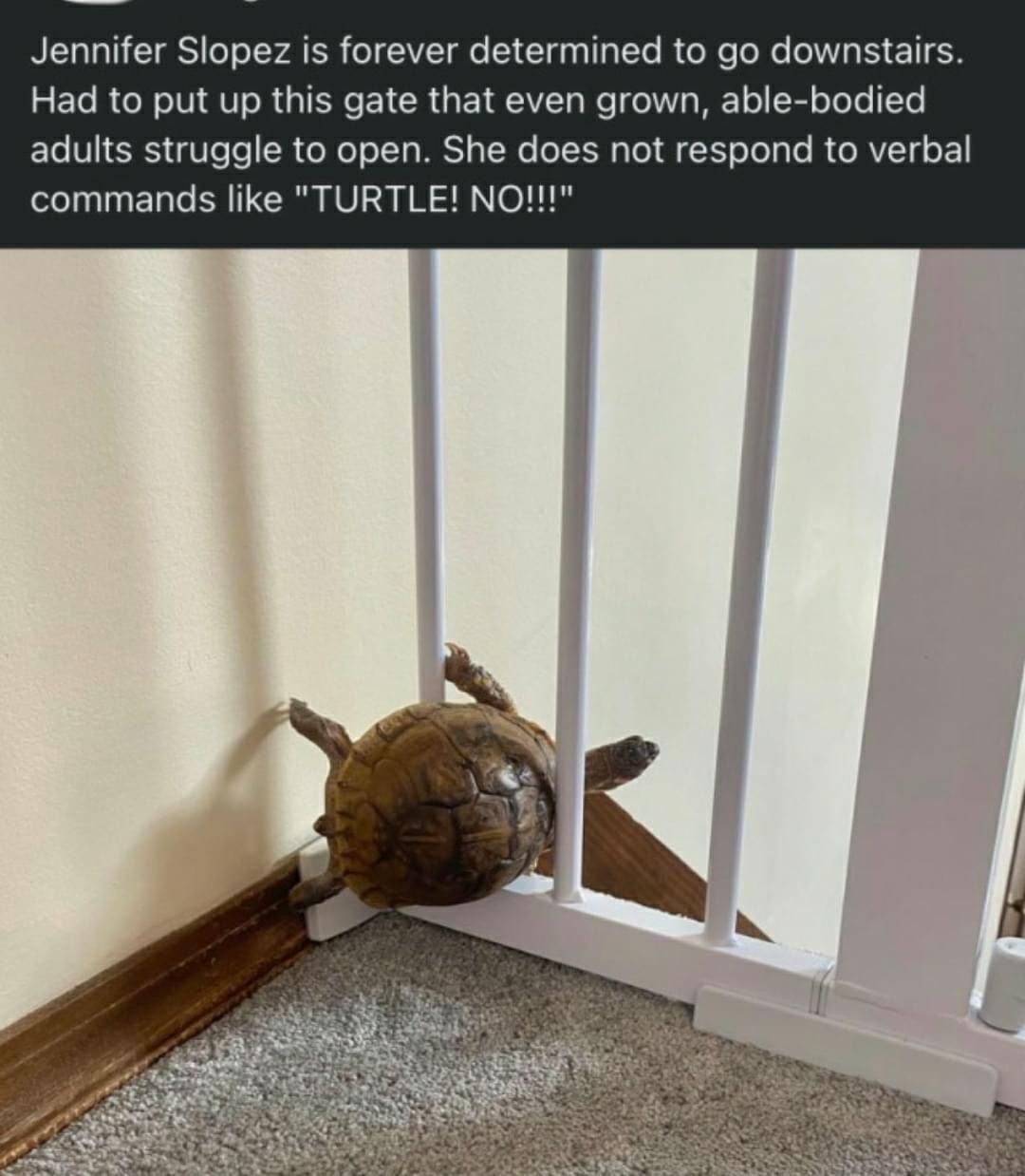 TURTLE YES