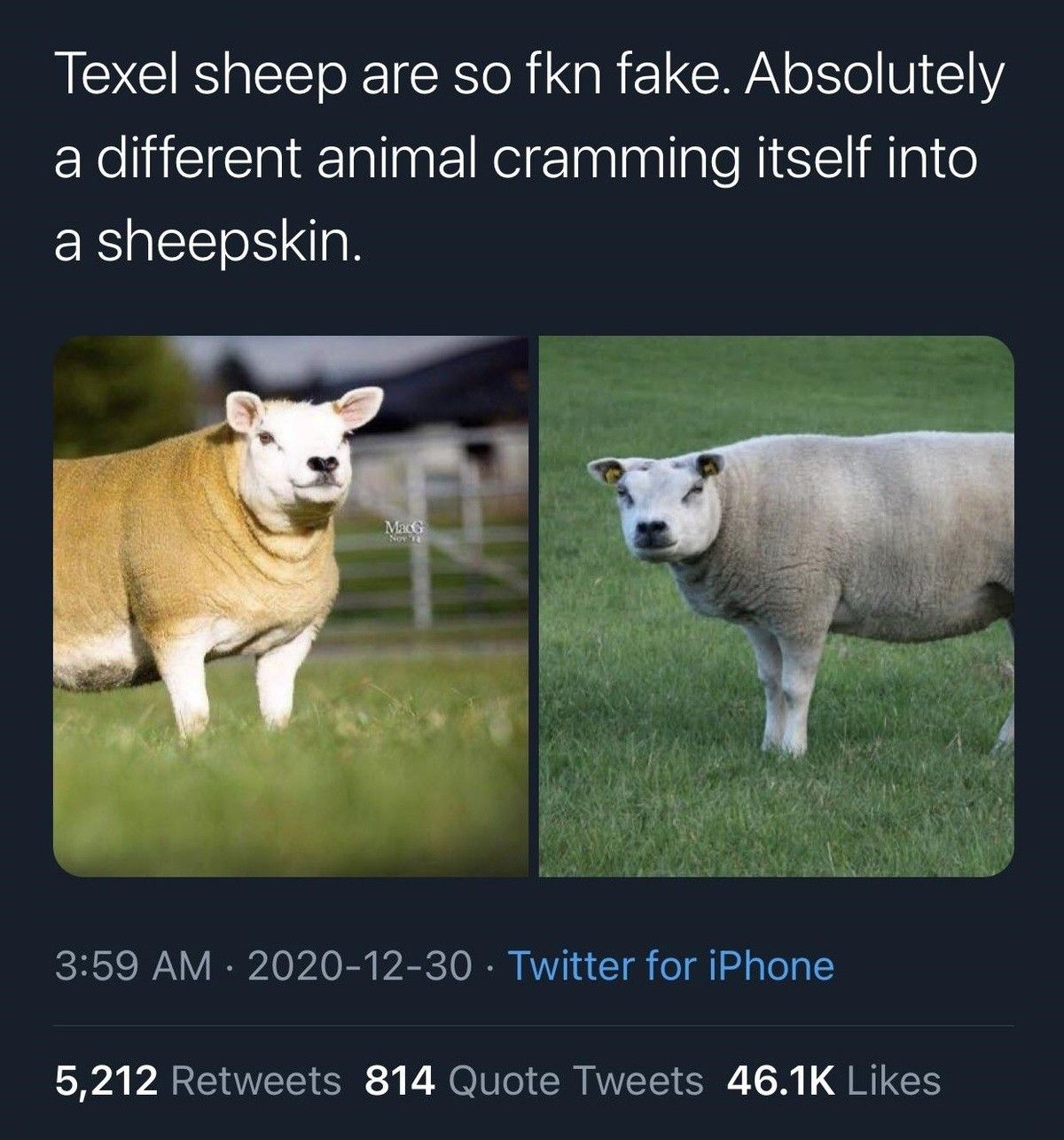 fake ass mother***ers ***