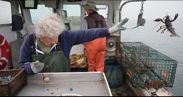 The queen of england adds crustaceans to the ocean