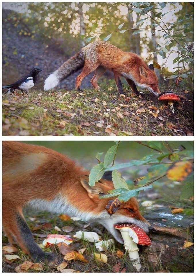 He monch the forbidden snacc