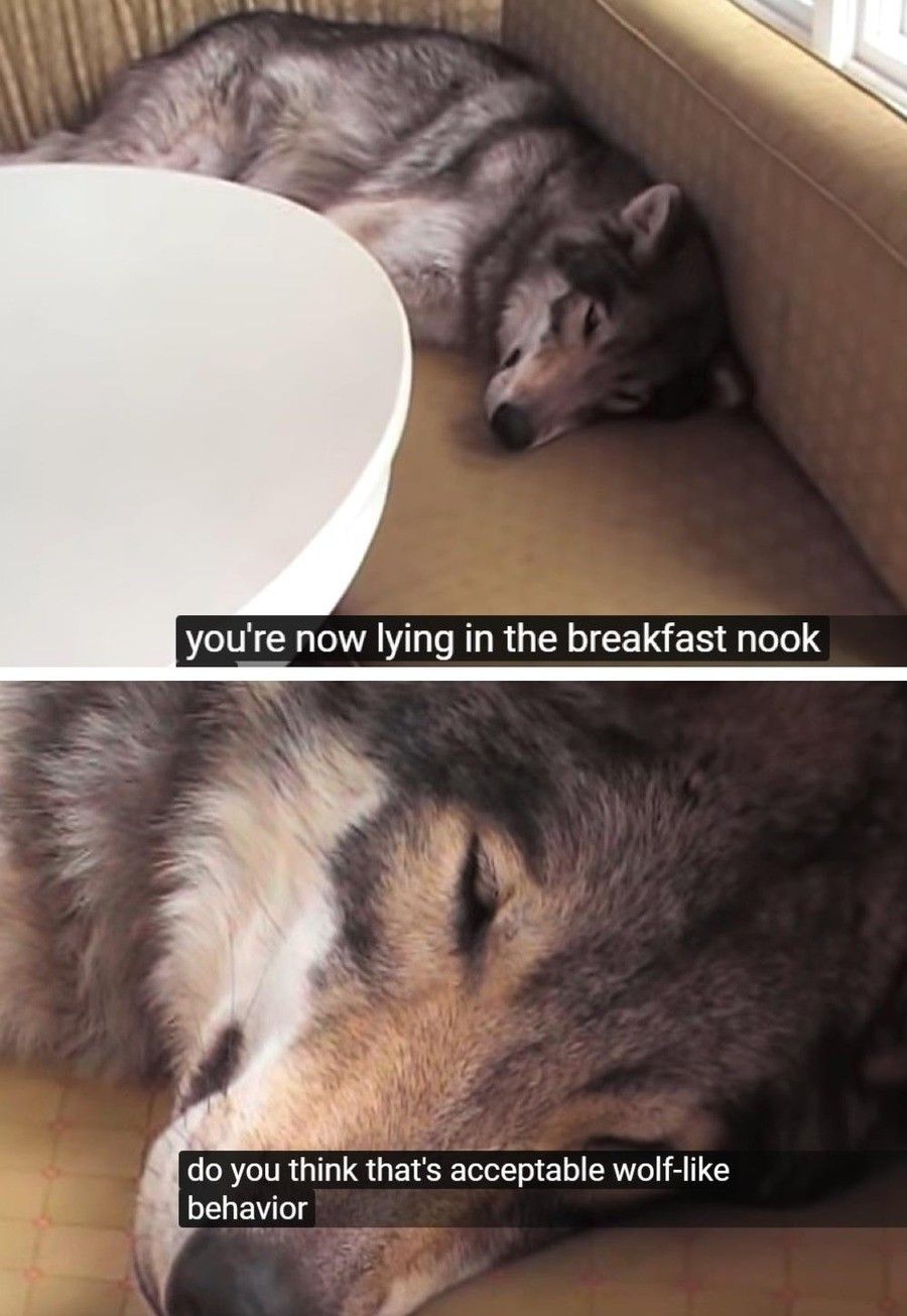 sigma wolf