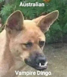 ork doggo
