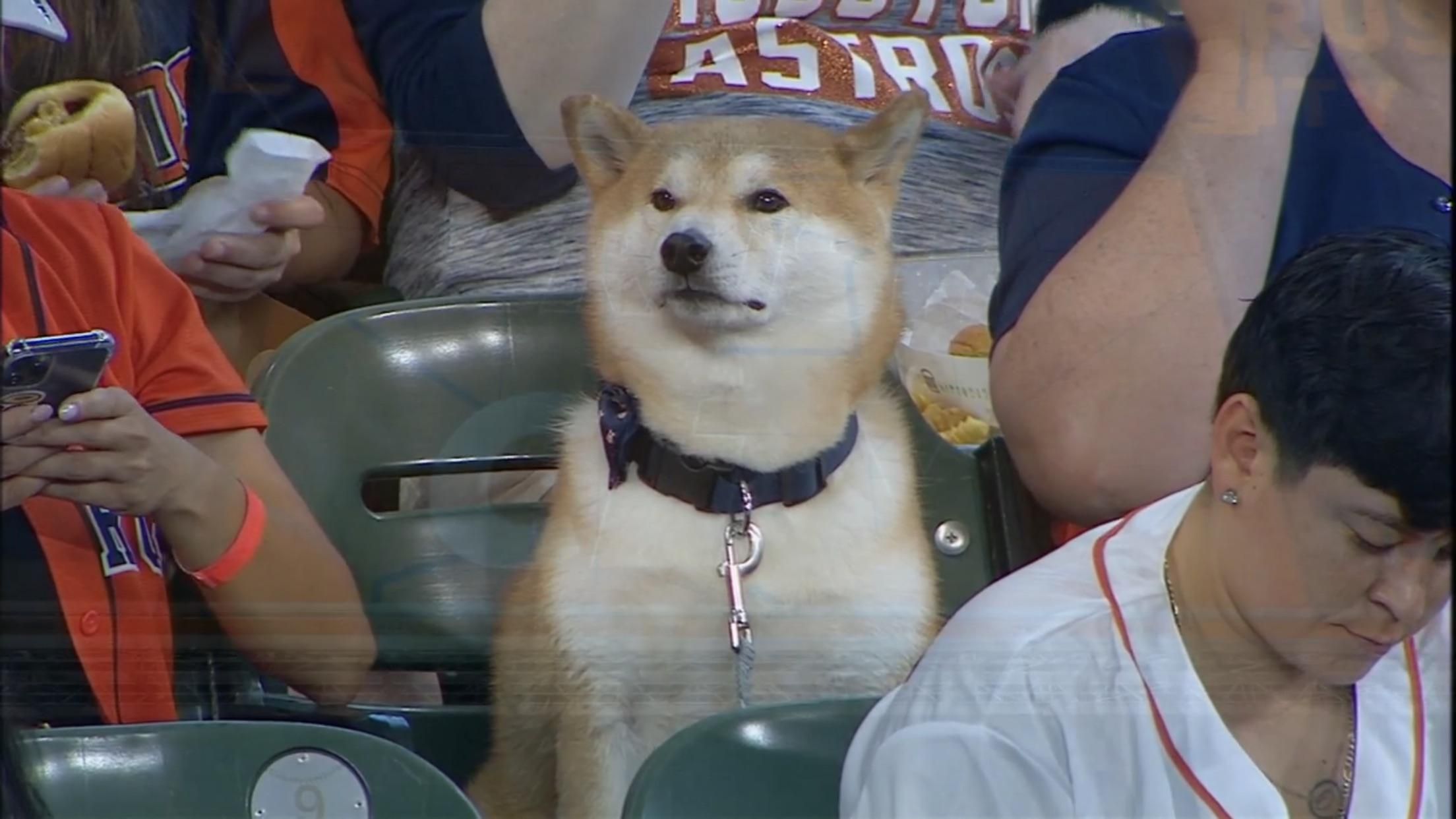 This good boy acts better than 95 percent of people who attend professional sporting events.