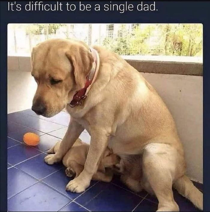 dog dad