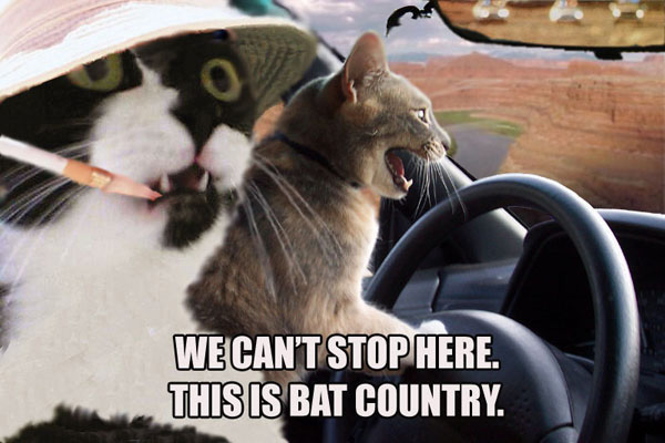 Where's the cat nip?