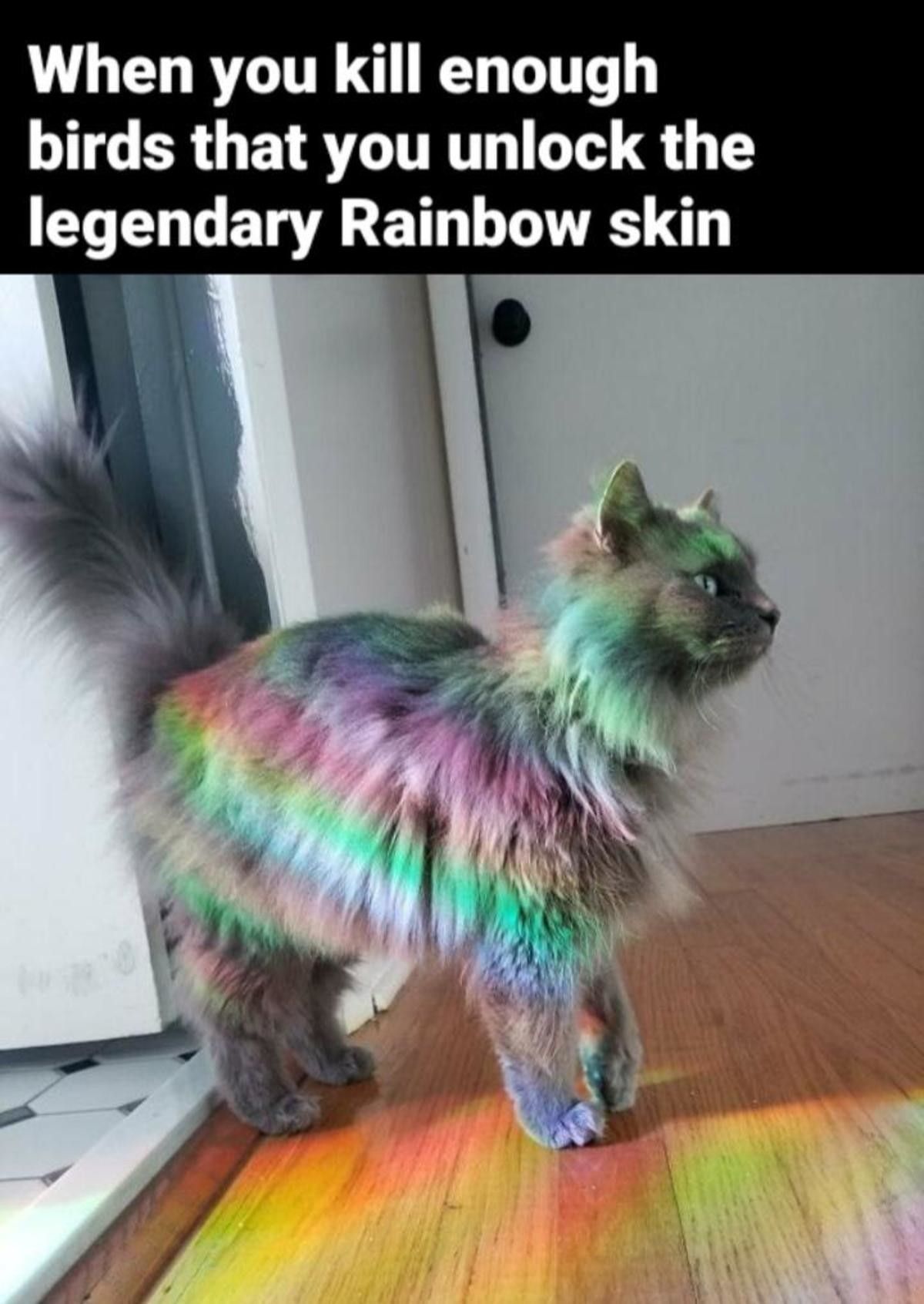 My cat got the Halloween skeleton skin