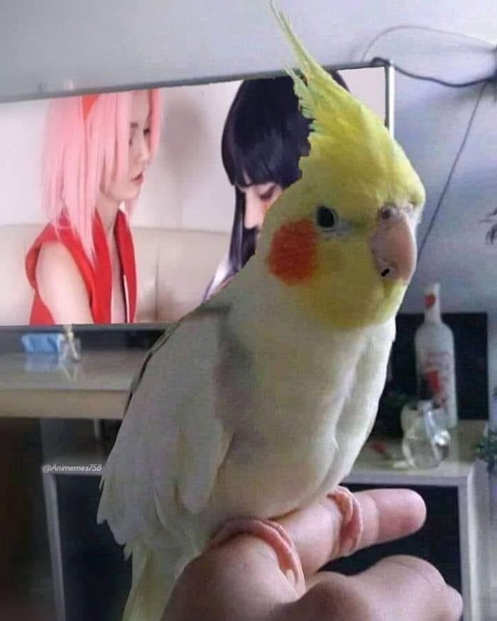 old photo of solv_ with is bird