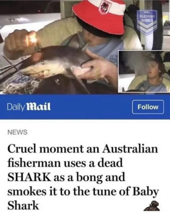 Shark
