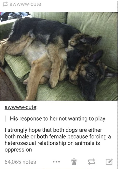 Just dogs