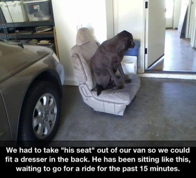 Dog seat