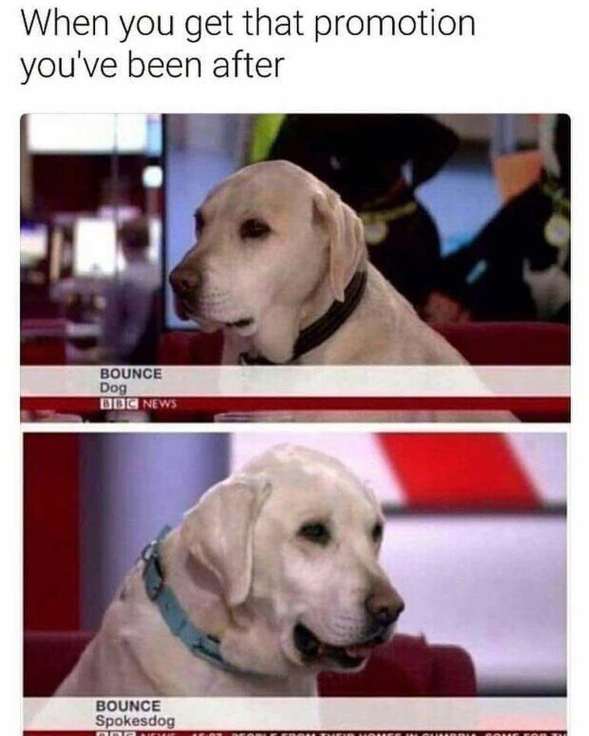 a dog